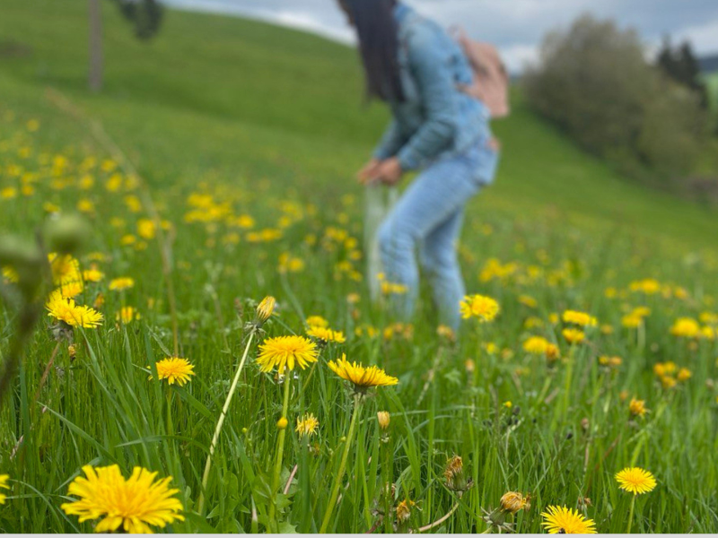 Standort Schupfart Wildkräuter Workshops Aargau